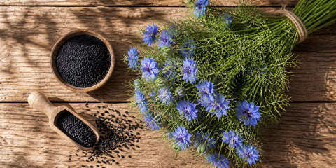 Schwarzkümmel im Sommer: Natürlicher Begleiter für Mensch und Tier